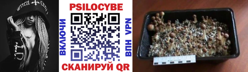 Псилоцибиновые грибы Cubensis  наркота  Избербаш 