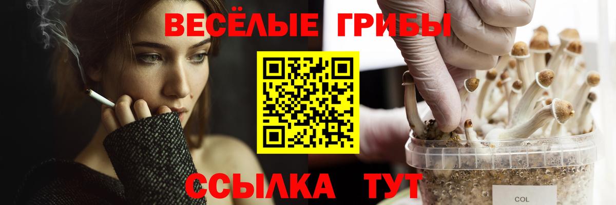 Избербаш  Псилоцибиновые грибы Psilocybine cubensis  Вход с VPN 